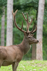 red deer stag with antlers in velvet portrait 