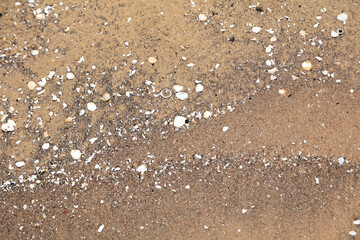 Natural background, wet sand with small seashells