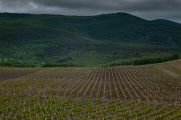 green spring vine yards landscape in cloudy weather