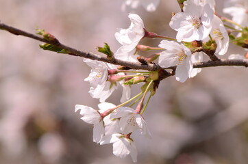 Obraz premium 桜 