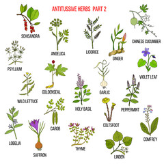 Fototapeta na wymiar Best antitussive herbs set. Part 2