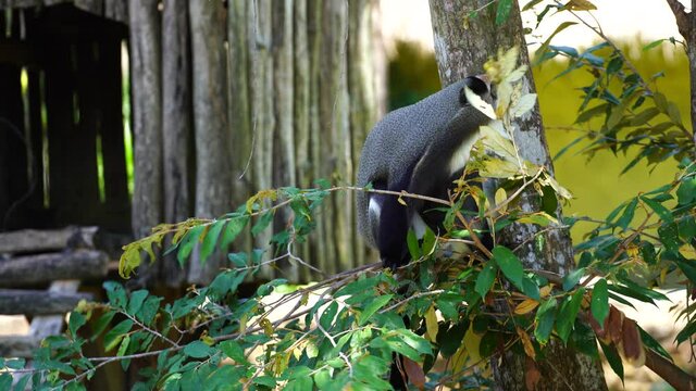 De Brazza's monkey on a tree in nature. Wild african animals