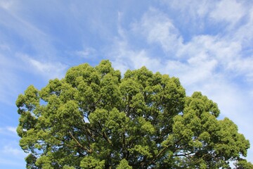 クスノキと青空