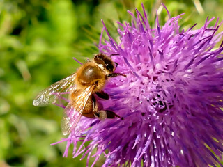 bee on thistle flower