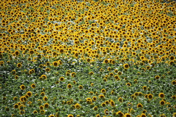 明野のひまわり畑