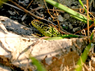 Naklejka premium sand lizard during a sunbathing, male reptile