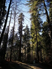 Obraz premium Path in the woods