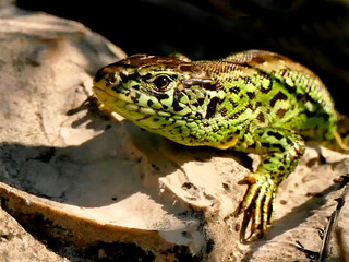 sand lizard during a sunbathing, male reptile