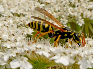 Obraz na płótnie Canvas wasp on wild carrot flower