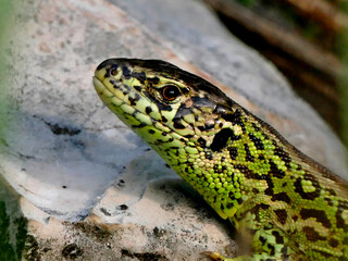 sand lizard during a sunbathing, male reptile