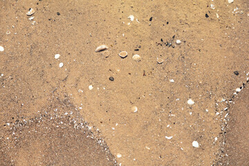 Natural background, texture of wet sand with seashells.