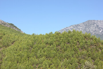 Alanya, TURKEY - August 10, 2013: Travel to Turkey. Helene Hills. Mountains in the background in the distance. Rocks, wildlife of Turkey. Forest and clear blue sky. Mediterranean Sea.