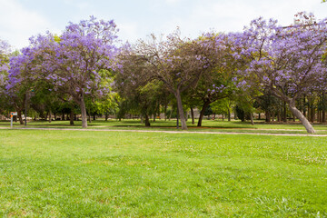 Blooming Jacaranda trees in Turia Park , Walencia, Spain.