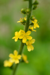 Obraz premium Common agrimony