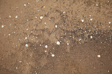 Natural background, texture of wet sand with seashells.