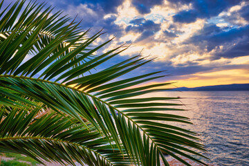 Fototapeta na wymiar palm leaf on the background of the setting sun