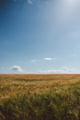 Obraz premium Corn Fields