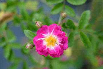 Rose Hermann Schmitdt