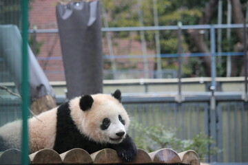 上野動物園のシャンシャン　2018年2月撮影