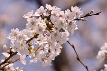 桜