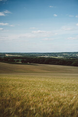 Obraz premium Corn Fields