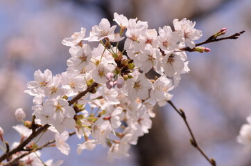 桜