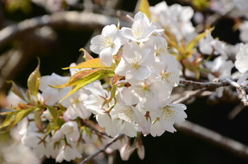 桜