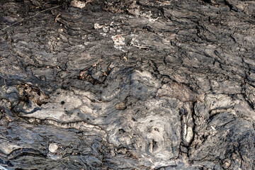 Natural texture of old wood. Perfect for pattern or background. 