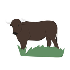 Bull Illustration