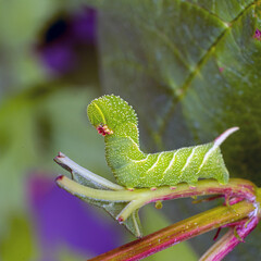 the caterpillar of the hawk moth, pests of the garden, the terror of farmers.
