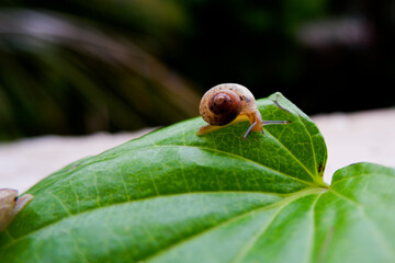 small snail isolated on green betel leaf