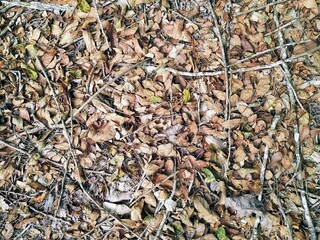 dried leaves background