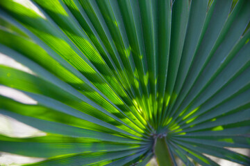 Obraz premium Date palm leaf in the sunlight. Backlight sunlight. 