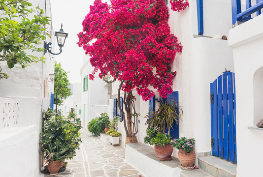 Fototapeta Traditional greek street with bougainvillea flowers in Paros island, Cyclades, Greece