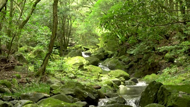 長崎県諫早市　初夏の富川渓谷（万年の森）　マイナスイオンとグリーンシャワーによる癒しの風景