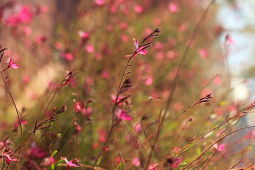 Alanya, TURKEY - August 10, 2013: Travel to Turkey. Greenery. Flowers. Plants of Turkey. Palm trees. Foliage, trees