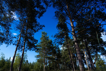 just a forest