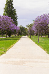 Blooming Jacaranda trees in Turia Park, Valencia, Spain.