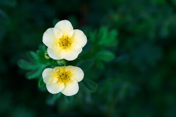 Bloodroot or cinquefoil yellow flower and green leaves macro on green background