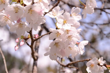 桜