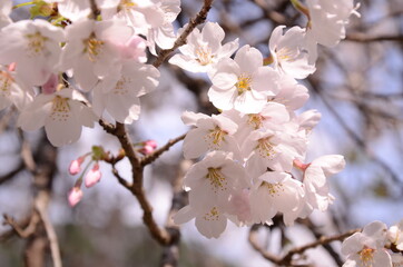 桜