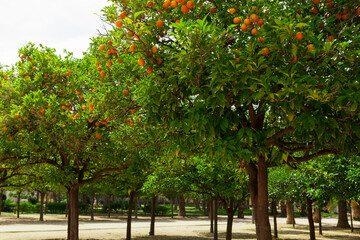  Orange trees in the Turia Park, Valencia, Spain.