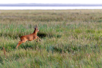 Roe buck on the salt meadows at the wadden sea on Juist, East Frisian Islands, Germany.