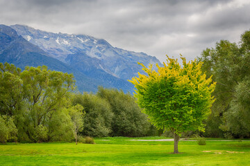 Beautiful View of tree at Glenorchy, Queenstown, South Island New Zealand