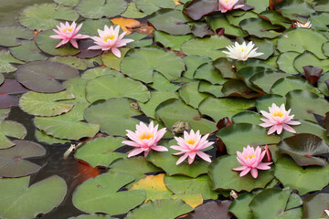 Frogs on the leaves of blooming water lilies