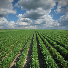 Agriculture, green cultivated soybean plants in field with blue sky and clouds, agriculture in late spring or early summer