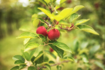 Rote Äpfel am Baum