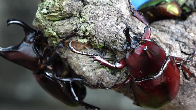 stag beetle on wood