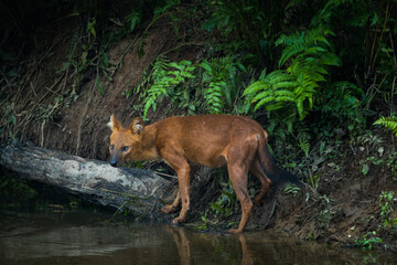 Close up of Dhole, Asian Wild Dog in the nature, animal in the wild