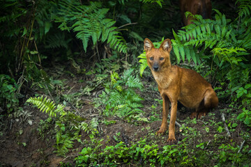 Close up of Dhole, Asian Wild Dog in the nature, animal in the wild